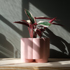 Pink Matte